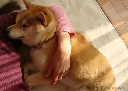 狗狗币原型柴犬去世缩略图